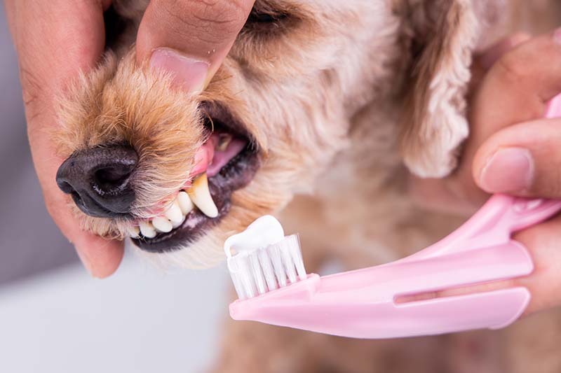 Animal Dental Care | Veterinary Dentistry | Dog Teeth Cleaning, Cat Teeth Cleaning, Pet Dentistry, Pet Dental Service, Dog Dental Care, Dog Dentist