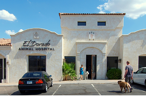 El Dorado Animal Hospital | Veterinarian Fountain Hills AZ | Affordable Vet  Clinics | Emergency Clinic, Radiology, Dermatology, Pet Dental Care,  Veterinary Lab, Veterinary Hospital & More Services Near Scottsdale