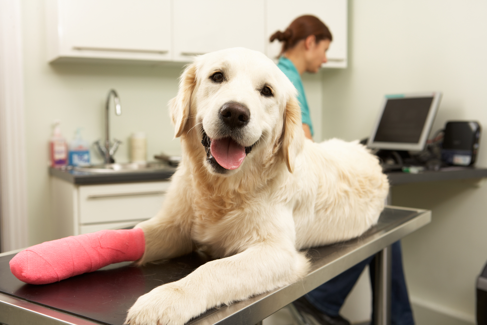 Emergency Veterinary Hospital Services | El Dorado Animal Hospital Fountain  Hills AZ | Pet Clinic