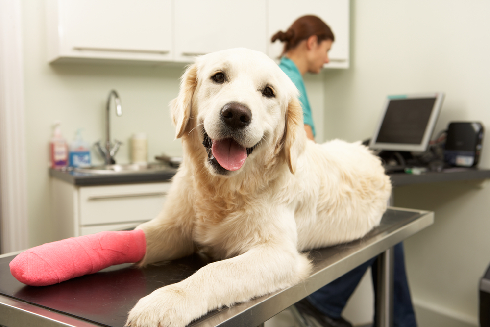 Emergency Animal Clinic Fountain Hills AZ | Emergency Animal Hospital Services | Fountain Hills Emergency Vet Hospital | Quality Pet Care