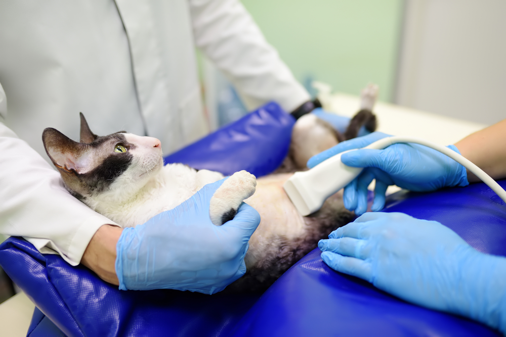 Ultrasounds for Dogs and other Pets in Fountain Hills and Near Scottsdale