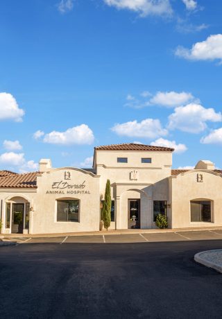 About El Dorado Animal Hospital | Veterinary Clinic Fountain Hills AZ About El Dorado Animal Hospital | Veterinary Clinic Fountain Hills AZ