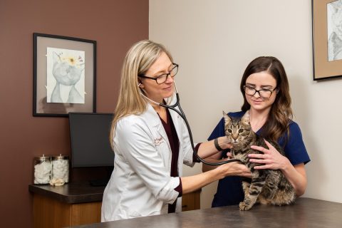 Cat Friendly Practice