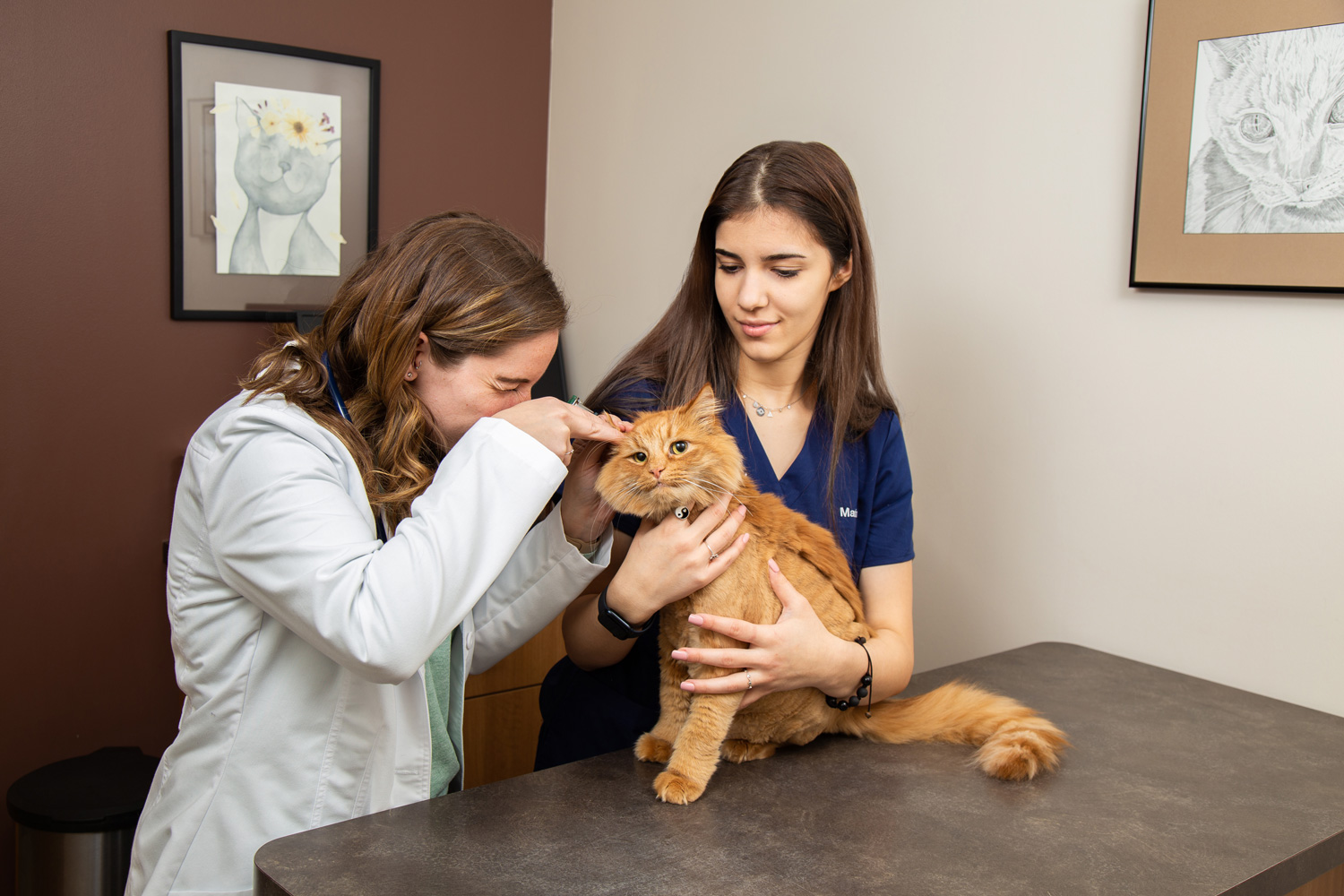 Careers | El Dorado Animal Hospital Fountain Hills AZ Careers | El Dorado Animal Hospital Fountain Hills AZ