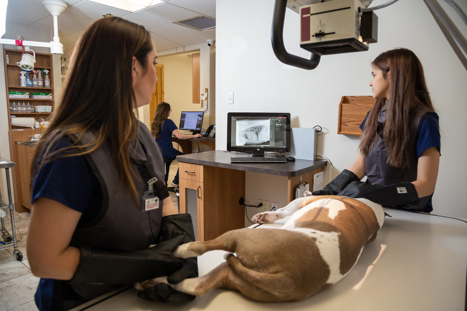 Animal Radiology & Veterinary Ultrasound Services Fountain Hills AZ