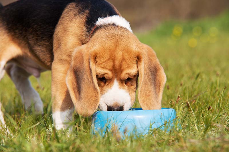 Proper Dog Nutrition | El Dorado Animal Hospital