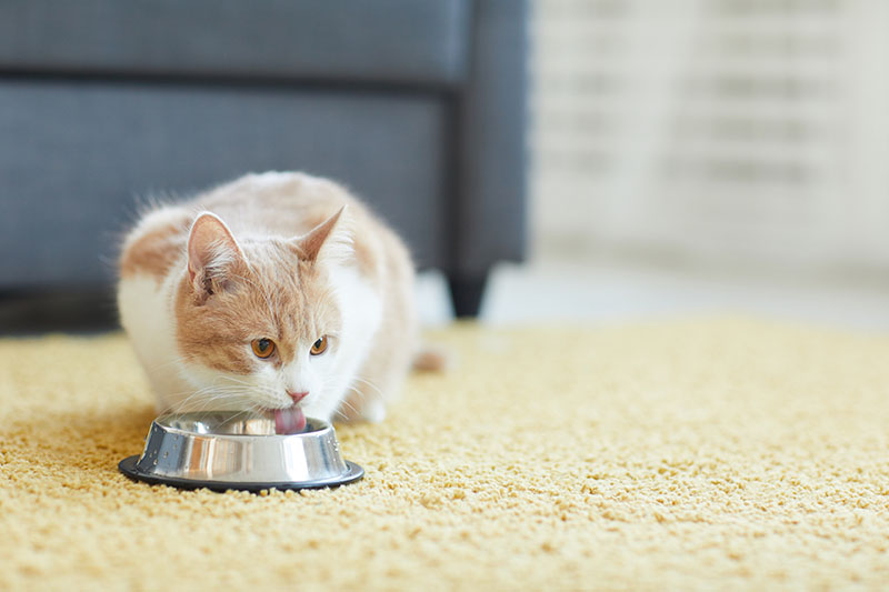 Cat Nutrition | El Dorado Animal Hospital Fountain Hills AZ