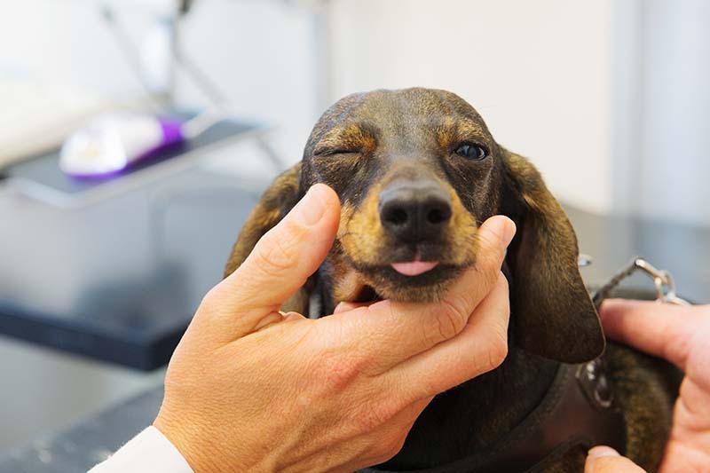 Ophthalmology Services at El Dorado Animal Hospital in Fountain Hills AZ
