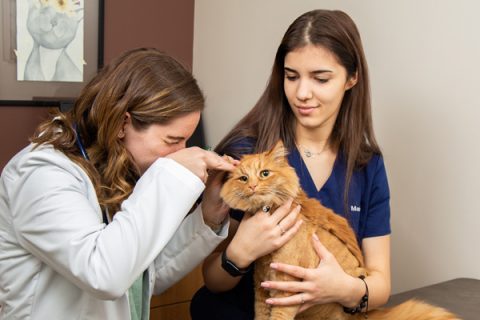 Exams and Wellness | El Dorado Animal Hospital | Veterinary Ophthalmologist  & Veterinary Dermatologist Fountain Hills AZ | Dog, Cat, Animal Dermatology