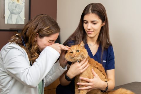 Exams and Wellness | El Dorado Animal Hospital | Veterinary Ophthalmologist & Veterinary Dermatologist Fountain Hills AZ | Dog, Cat, Animal Dermatology Exams and Wellness | El Dorado Animal Hospital | Veterinary Ophthalmologist & Veterinary Dermatologist Fountain Hills AZ | Dog, Cat, Animal Dermatology