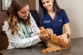 Cat Friendly Practice | Cat Friendly Veterinarian | Cat Teeth Cleaning | Cat Dental Care