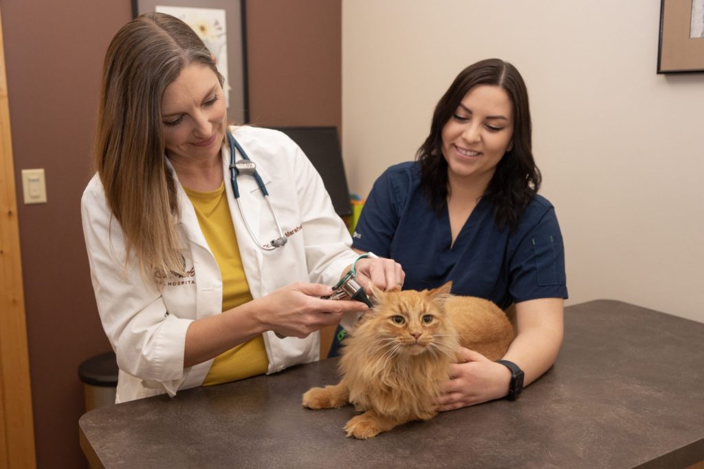 Exams and Wellness El Dorado Animal Hospital Veterinary